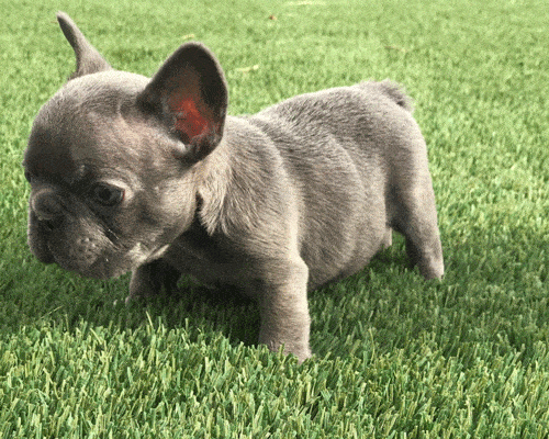 pet turf