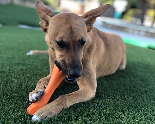 pet safe artificial grass