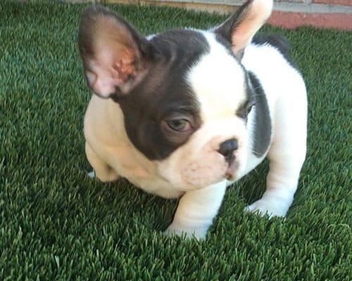 dog on turf