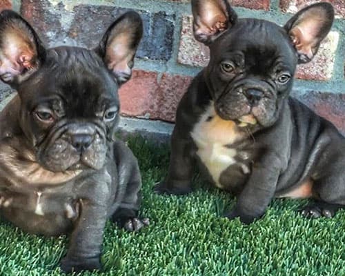 dogs on grass